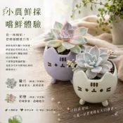 【小農鮮採】嚐嚐鮮採石蓮花/小植株 (朧月/初戀)