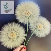 青禾園藝（蒲公英種子大全） 婆婆丁 四季種植 耐熱耐寒 新手易種易活 發芽率高 可觀賞 可食用 四季種植 多年生