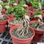 小花園藝 壽娘子 3-4吋盆 $200