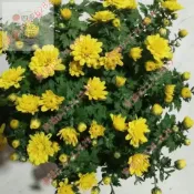 現貨 新種 台灣  黃色小貢菊種子（250粒）四季種植 食用黃色杭菊 白菊 果實可食用 觀賞花藝種子 家庭陽臺庭院種植