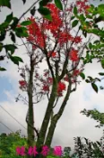 綠林茶園- 紅楓樹 (紅猩猩)A3 