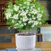 ✨17款 夏季驅蚊草種子 夏季必備綠植種子 驅蚊草種子 羅勒 迷迭香 艾草 薄荷 香茅 種子 庭院陽臺種植 盆栽種子