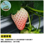 初戀の香（草莓種子）白草莓 盆栽DIY 自種水果 小農培育 新鮮可食用 居家園藝 療癒小物 陽台盆栽 適合新手 家庭種植