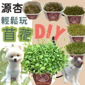 ✪妤珈寵物店✪附發票~源杏輕鬆玩苜蓿1盆 栽培盒 精心挑選優質種子 貓草 DIY 辦公室桌面 生態果蔬植物種子