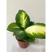 (店+)瑪莉安盆栽 5吋盆 粗肋草 觀葉植物  療癒植物 室內植物 紛圍植物 造景植物