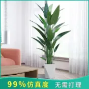 協貿國際日用品生活7館 仿真綠植北歐ins風美人蕉大型室內客廳落地球形植物盆栽假樹擺件