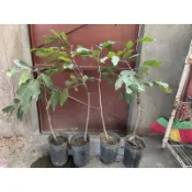 紅毛丹 靠接苗 167/191/保停7/馬來紅/黃毛丹156