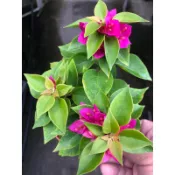夜光桃紅（無刺）九重葛｜3.5吋～多年生常綠開花植物⋯