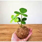墨西哥鐵樹/幸運木  文竹( 苔球 手作水苔球植物 梔子花 小盼普堤 小葉赤楠 雪茄 鹿角山