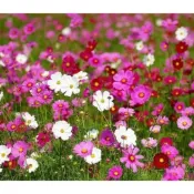 花蓮 天然 無毒 無農藥 優質波斯菊 種子 5公克