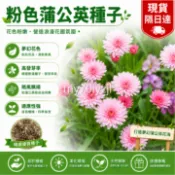 當天發💎粉色蒲公英種子【1000粒】 婆婆丁 四季種植 耐熱耐寒 新手易種易活 發芽率高 可觀賞 可食用