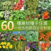 現貨 23款藥材種子大全（100粒） 名貴中藥 藥用種子 多年生 長白山 五指毛桃 藏紅花 洛神花 丹參 黨參 四季種植