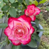 《櫻桃、摩洛哥公爵》🈶貨 🌹 玫瑰花盆栽苗 🌹 玫瑰苗 🌹 玫瑰花苗 🌹 玫瑰盆花 🌹玫瑰花🌹