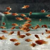 【汛潽】L144 藍眼鬍子 藍眼大帆 對魚/種魚