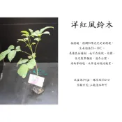 心栽花坊-洋紅風鈴木/風鈴木/3吋/20CM/小品/綠籬植物/綠化植物/特價50