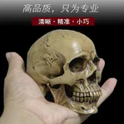 藝用人體肌肉骨骼解剖石膏頭骨美術骷髏頭像玩具仿真樹脂頭顱模型