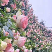【新款爬藤薔薇花苗】白薔薇爬藤玫瑰 爬藤玫瑰花苗 爬藤花 熱戀之花 藤本玫瑰 達芬奇陽臺庭院新手易種 多年生 觀賞花卉