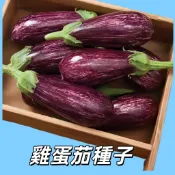 現採新種 台灣在地俗稱雞蛋茄 人參果 香瓜茄種子 盆栽蔬果種籽 發芽快速 易種好活 家庭菜園推薦