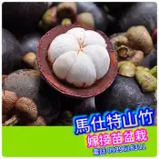 馬仕特山竹✅矮化嫁接苗✅ 泰國山竹 山竹 山竹苗 果苗 樹苗 矮化果樹 矮生盆栽 矮化盆栽 水果盆栽 水果樹苗 水果苗