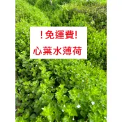 宅配免運 推廣中心 心葉水薄荷  一件5000株 有的帶根 容易存活 一張訂單只能數量1(無發票)