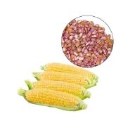 (店+)【蔬菜之家】00G47-1.大包裝黃金水果玉米種子60克約300顆(株高130~150公分 果菜類大包裝)