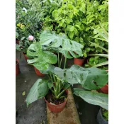 李家果苗 電信蘭 龜背芋 龜背竹 8吋盆 觀葉植物 特價500元