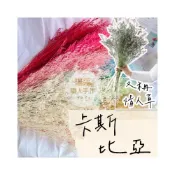 (店+)【璟采職人】卡斯比亞 染色卡斯比亞 情人草 花材 浮游花 乾燥花 不凋花 永生花 仿真花 乾燥花花材 捧花 拍照道具