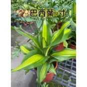 霏霏園藝班葉巴西鐵樹高度30公分5-6吋盆非常好照顧