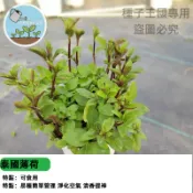 【超強瘋長】台灣現貨 正宗泰國薄荷種子 香蜂草種子  檸檬薄荷 可食用盆栽 室內香草植物 廚房香料 驅蚊草