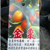 金棗/4.5吋盆/樹苗/水果樹苗/果苗/嫁接/盆栽/熱帶果苗樹/矮種果樹