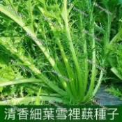 台灣現貨 雪裡蕻種子（500粒）雪菜 四季種植 雪裡紅 菜籽四季雪菜 雪裏紅蔬菜孑 芥菜種子 秋冬季籽種子菜種子