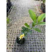 植系青屬-佛手柑苗/嫁接苗/柑橘類/水果苗/四吋盆