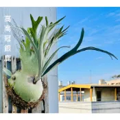 特價鹿角蕨幼苗/不定時更新/銀鹿/爪哇/象耳/三角象/普鹿/北猴/飛馬/非象/小手指/檸檬/巴拿馬/米奇彩虹