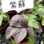 田尾玫瑰園 l 紫蘇(苗)、紅葉紫蘇【三吋盆 高度約8cm】香草植物 食用植物 泡茶飲用 (田尾在地商家)