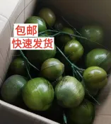 協貿國際日用品生活8館 仿真椰果假椰子椰果仿真椰子樹樹塑料道具 仿真水果假水果裝飾