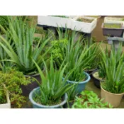 ［1斤50元］新鮮現採蘆薈葉片食用蘆薈葉片 庫拉索蘆薈 果肉肥厚