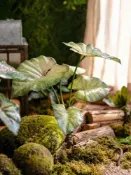 協貿國際日用品生活6館 掬涵仿真帶根須蕨類植物手感野芋葉綠植假花熱帶雨林裝飾森系造景