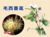 HyRead 毛西番蓮 [有聲書](電子書)
