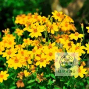 【驅蟲開運】萬壽菊種子｜花期超長 金黃喜氣｜陽台庭院 新手必種｜防蟲避邪 居家良伴｜附懶人種植密技｜現貨速發