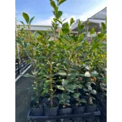 青山苗木園藝～小果苦茶苗3吋40-60公分$50/棵