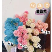 (店+)風車果 松蟲果 乾燥花 永生花 DIY花材 玻璃罩 材料 拍照道具 花束 居家裝飾