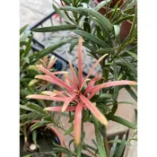《🌿伍寶園藝木藝》小桃紅羅漢松
