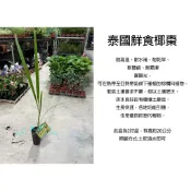 心栽花坊-泰國鮮食椰棗/椰棗/2吋/水果苗/實生苗/售價350特價300