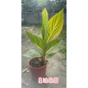 ｛星沐花園｝斑葉美人蕉、彩葉美人蕉