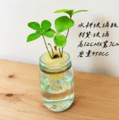 〈美心花園〉超好種  巴西幸運樹/闊葉鐵樹/墨西哥鐵樹/觀葉植物 室內淨化植物 水耕植物