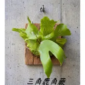 🌵植球對蕨🌿 〖 三角〗18原生種  鹿角蕨 療癒植物 文青植物、蕨類植物( (女王 亞猴 巨獸 銀鹿 象耳))