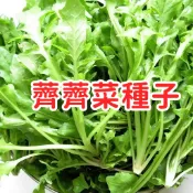 🔥【薺薺菜種子】 野薺菜種籽野菜種子 護生草 田邊草 包餃子野菜 家庭菜園 陽台盆栽 耐熱易種 生長快速 現採現煮
