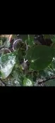 火鶴花三盆99元