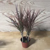 綠園-彩虹竹蕉-五彩千年木-室內植物-3吋盆