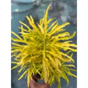三爪金龍 觀葉植物3寸